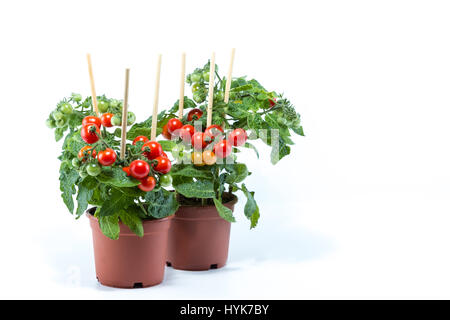 Frisch nach Hause kultiviert Kirschtomaten Bäume mit Mini-frische Tomaten hängen sie in braun Töpfe mit weißem Hintergrund gepflanzt Stockfoto
