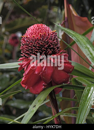 Nahaufnahme der Blüte rot Taschenlampe Ginger Flower (Etlingera) elatior Stockfoto