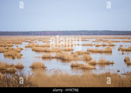 Eine schöne Landschaft von einem See mit Schilf wo Zugvögel in einen frühen Frühling ausruhen können Stockfoto