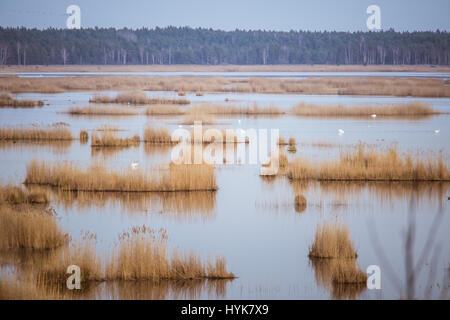 Eine schöne Landschaft von einem See mit Schilf wo Zugvögel in einen frühen Frühling ausruhen können Stockfoto