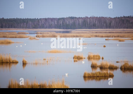 Eine schöne Landschaft von einem See mit Schilf wo Zugvögel in einen frühen Frühling ausruhen können Stockfoto