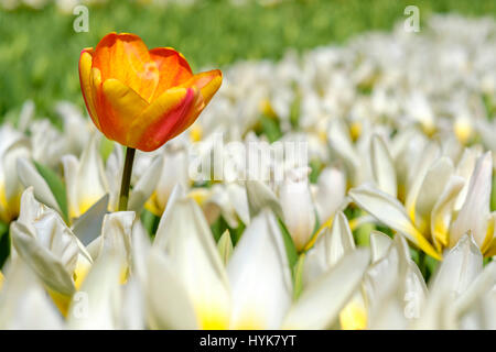 gelbe Tulpe zeichnet sich vor weißen Tulpen in Flowerpark der Keukenhof Lisse, Niederlande Stockfoto