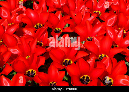 Bereich der roten Tulpen blühen im Flowerpark den Keukenhof, Lisse, Niederlande Stockfoto