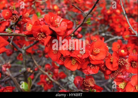 Chaenomeles Speciosa "Incendie" japanische blühende Quitte Sorte
