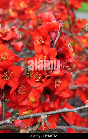 Chaenomeles Speciosa "Incendie" japanische blühende Quitte Sorte winterhart Strauch rote Blumen Frühling Blume Blüte Stockfoto