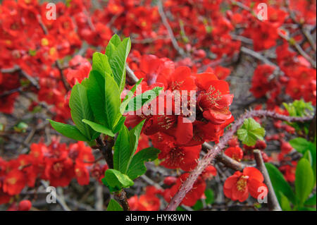 Chaenomeles Speciosa "Incendie" japanische blühende Quitte Sorte winterhart Strauch rote Blumen Frühling Blume Blüte Stockfoto