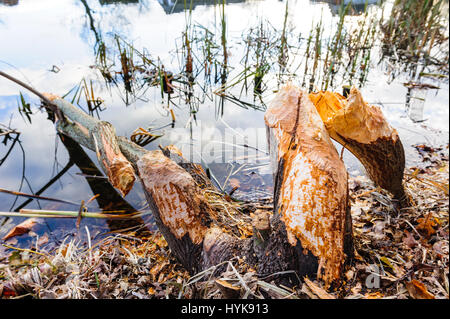 Baum, durch den Biber und liegen im Wasser gefällt Stockfoto