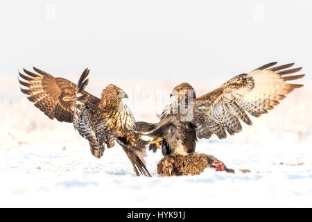 Gemeinsamen Bussarde (Buteo Buteo) Streit um einen toten Hasen im Schnee, Koros-Maros-Nationalpark, Ungarn Stockfoto