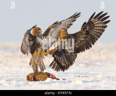 Gemeinsamen Bussarde (Buteo Buteo) Streit um einen toten Hasen im Schnee, Koros-Maros-Nationalpark, Ungarn Stockfoto