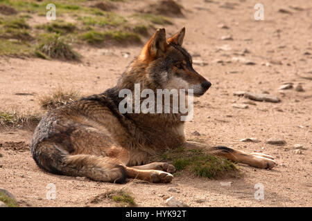 Canis lupus Stockfoto