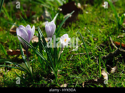 Schöne lila und weißen Blüten Krokus Stockfoto