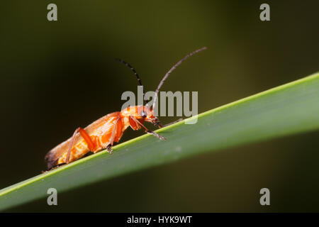 Ein Rhagonycha Käfer thront auf einem Rasen-Blatt. Stockfoto