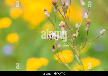 kleine Biene sammelt Nektar aus einem lila Distel Blume Stockfoto