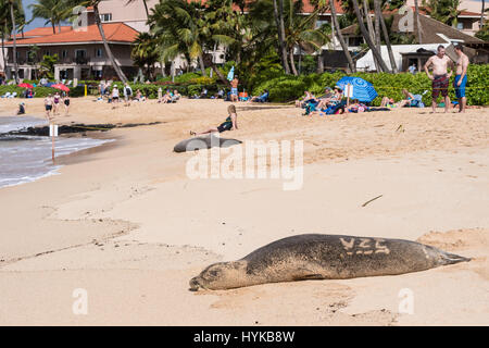 Hawaiianische Mönchsrobbe, Neomonachus Schauinslandi, Marriot Resort, Poipu Beach Park, Kauai, Hawaii, USA Stockfoto