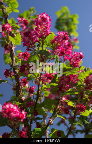 Ribes Sanguineum Koja Blüte Strom Stockfoto