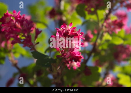 Ribes Sanguineum Koja Blüte Strom Stockfoto