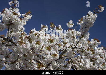 Prunus Taihaku große weiße Kirsche Stockfoto