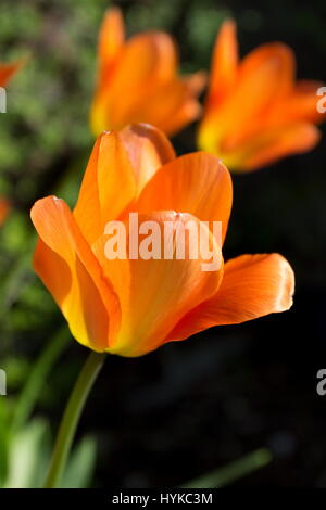 Orange Tulpen Tulipa Fosteriana Orange Kaiser Stockfoto