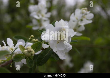 Exochorda X macrantha die Braut Perle Busch Stockfoto