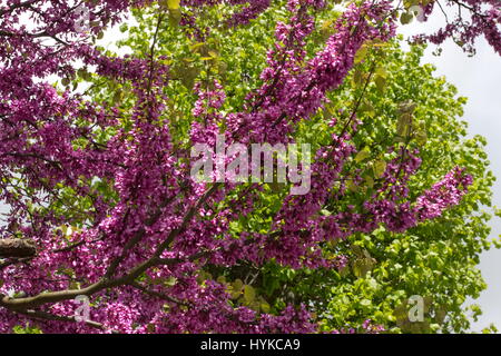 Cercis Silaquastrum Judasbaum rosa Spring blossom Stockfoto