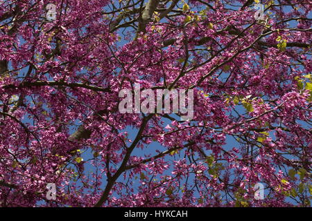 Cercis Silaquastrum Judasbaum rosa Spring blossom Stockfoto