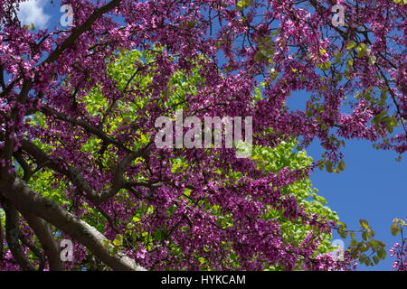 Cercis Silaquastrum Judasbaum rosa Spring blossom Stockfoto