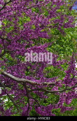 Cercis Silaquastrum Judasbaum rosa Spring blossom Stockfoto