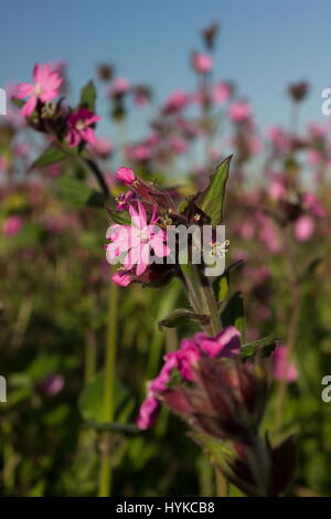 Seline Dioica rosa Campion Stockfoto