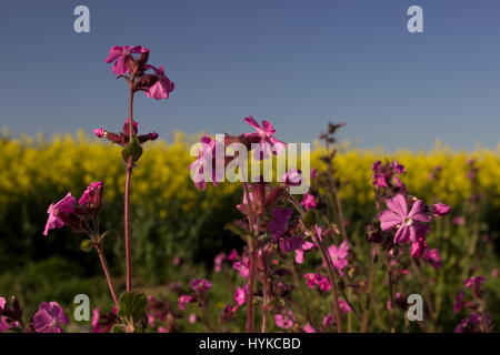 Seline Dioica rosa Campion und Raps Feld Stockfoto