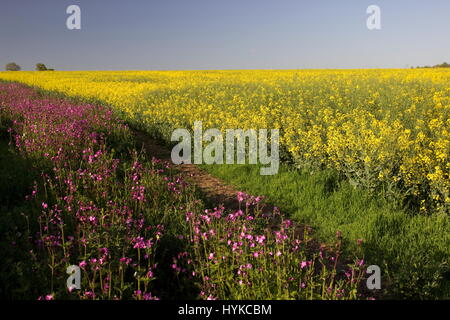 Seline Dioica rosa Campion und Brassica Napas Raps Feld in der Nähe von Wooton St Lawrence Hampshire Stockfoto