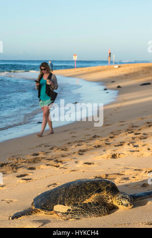 Eine Frau geht übergeben eine grüne Meeresschildkröte, Chelonia Mydas, Poipu Beach Park, Kauai, Hawaii, USA Stockfoto