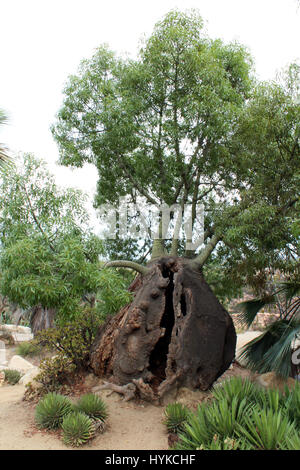 Wüstenlandschaft mit einer Flasche Baum mit einem Split-Stamm, einen Pferdeschwanz-Baum, eine Palme und niedrig wachsende Wüstenpflanzen in Balboa Park, San Diego Stockfoto