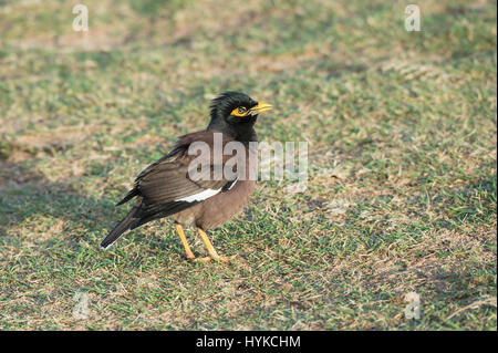 Gemeinsame Myna, Acridotheres Tristis, indische Myna, Kauai, Hawaii, USA Stockfoto