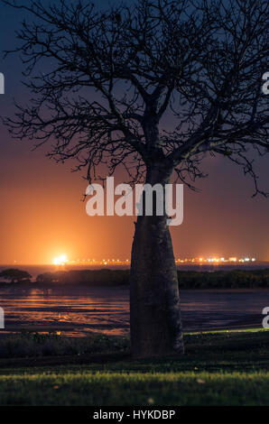 Baobab-Baum der Nacht in Broome Stockfoto