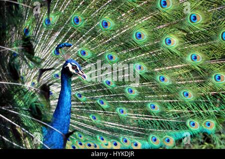 Pfau Federn von Seite Blickwinkel Angeberei Stockfoto