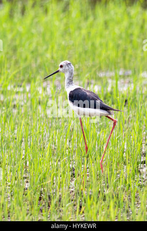 Eine juvenile Stelzenläufer (Himantopus Himantopu) zu Fuß in ein Feld von jungen Reis in Zentral-Thailand Stockfoto