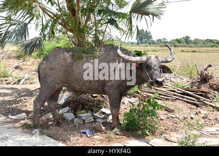 Ein Schlamm verkrustet Wasserbüffel (Bubalus beispielsweise), suchen Schatten an einem sonnigen Tag auf dem Gelände des Tempels Wat Phrong Akat in Zentral-Thailand Stockfoto