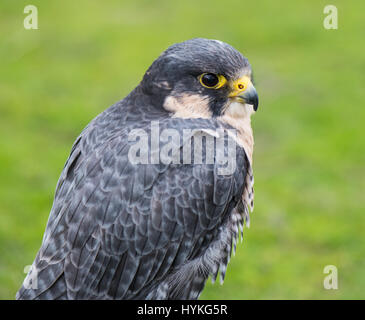 Peregrine Falcon Stockfoto