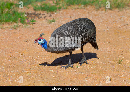 Behelmte Perlhühner Numida Meleagris Etosha Nationalpark Namibia Stockfoto