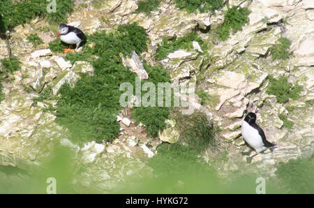 RSPB Reserve Bempton Klippen Stockfoto