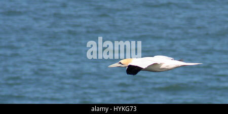 RSPB Reserve Bempton Klippen Stockfoto