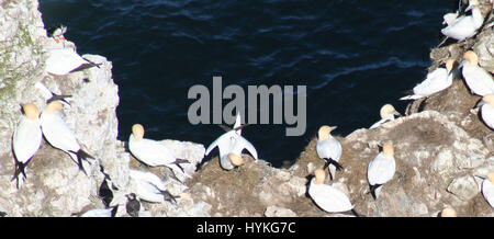 RSPB Reserve Bempton Klippen Stockfoto