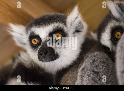 Katta Lemur-Gruppe Stockfoto