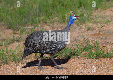 Behelmte Perlhühner Numida Meleagris Etosha Nationalpark Namibia Stockfoto