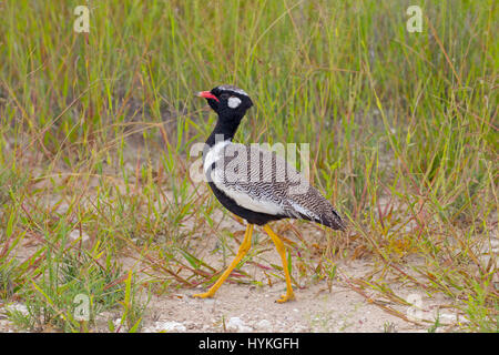 Nördlichen schwarzen Korhaan Afrotis Afraoides Etosha Nationalpark Namibia Stockfoto