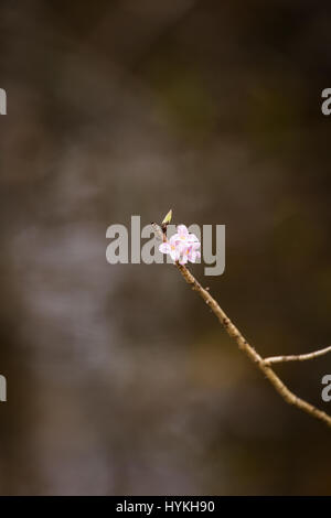 Schöne rosa Daphne Mezereum Blüten in einer natürlichen Umgebung im zeitigen Frühjahr. Stockfoto