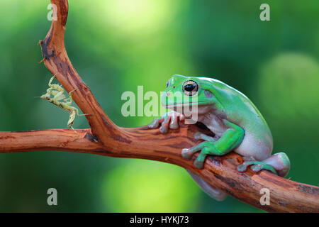 CILEDUG, Indonesien: Eine ungewöhnliche Freundschaft zwischen einem plumpen Laubfrosch und eine Gottesanbeterin hat durch ein Amateurfotograf gerissen worden. Sah aus wie ein paar alte Kumpels nur kauen das Fett, sind diese zwei Dschungel Viecher auf einem Ast, beobachten die Welt vorbeiziehen entspannende gezeigt. Amateur-Fotografen Kurit Afsheen (34) war in der Lage, das Erfassen dieser außergewöhnlichen Interaktion in Ciledug, Indonesien zu sehen. Stockfoto