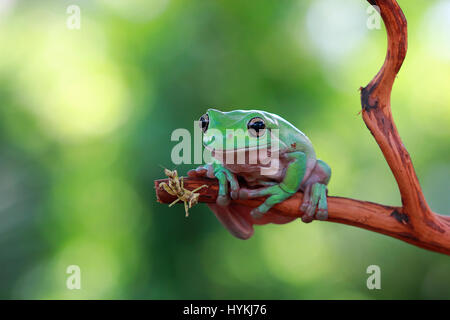 CILEDUG, Indonesien: Eine ungewöhnliche Freundschaft zwischen einem plumpen Laubfrosch und eine Gottesanbeterin hat durch ein Amateurfotograf gerissen worden. Sah aus wie ein paar alte Kumpels nur kauen das Fett, sind diese zwei Dschungel Viecher auf einem Ast, beobachten die Welt vorbeiziehen entspannende gezeigt. Amateur-Fotografen Kurit Afsheen (34) war in der Lage, das Erfassen dieser außergewöhnlichen Interaktion in Ciledug, Indonesien zu sehen. Stockfoto