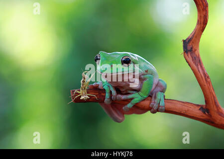 CILEDUG, Indonesien: Eine ungewöhnliche Freundschaft zwischen einem plumpen Laubfrosch und eine Gottesanbeterin hat durch ein Amateurfotograf gerissen worden. Sah aus wie ein paar alte Kumpels nur kauen das Fett, sind diese zwei Dschungel Viecher auf einem Ast, beobachten die Welt vorbeiziehen entspannende gezeigt. Amateur-Fotografen Kurit Afsheen (34) war in der Lage, das Erfassen dieser außergewöhnlichen Interaktion in Ciledug, Indonesien zu sehen. Stockfoto