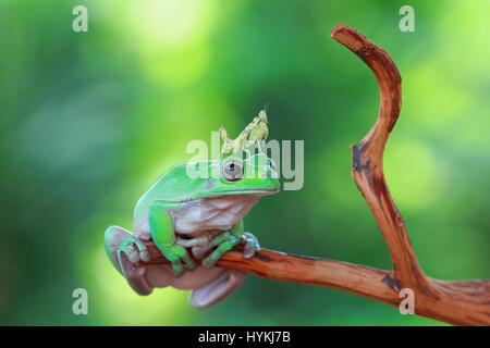 CILEDUG, Indonesien: Eine ungewöhnliche Freundschaft zwischen einem plumpen Laubfrosch und eine Gottesanbeterin hat durch ein Amateurfotograf gerissen worden. Sah aus wie ein paar alte Kumpels nur kauen das Fett, sind diese zwei Dschungel Viecher auf einem Ast, beobachten die Welt vorbeiziehen entspannende gezeigt. Amateur-Fotografen Kurit Afsheen (34) war in der Lage, das Erfassen dieser außergewöhnlichen Interaktion in Ciledug, Indonesien zu sehen. Stockfoto